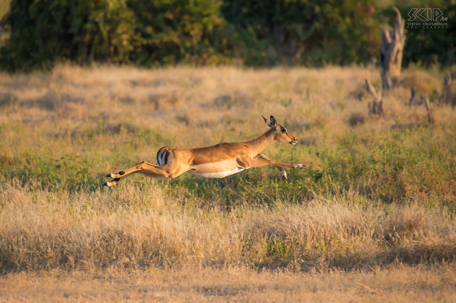 South Luangwa - Springende impala Impala's staan bekend om hun grote sprongen waarbij ze hoogtes tot 3m kunnen bereiken. Stefan Cruysberghs